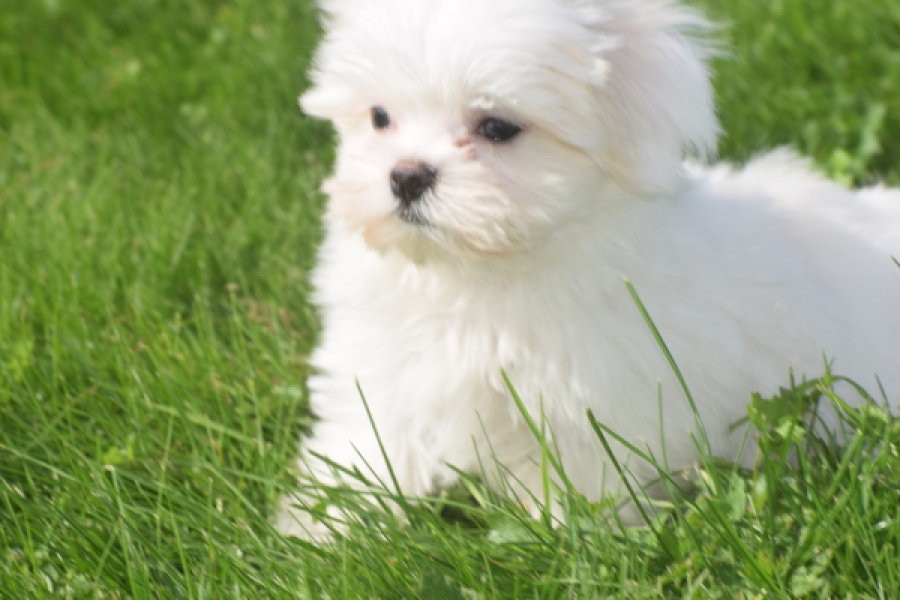 Bichon maltais (reu) 81099