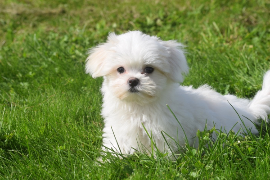 Bichon maltais (reu) 81099