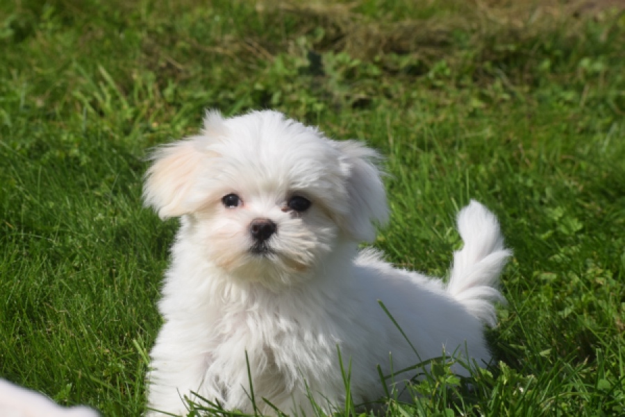 Bichon maltais (reu) 81099