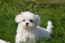 Bichon maltais (reu) 81099