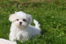 Bichon maltais (reu) 81099