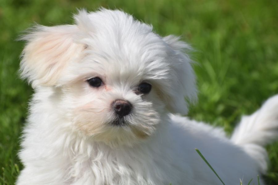 Bichon maltais (reu) 81099