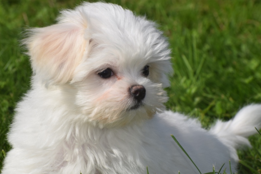 Bichon maltais (reu) 81099