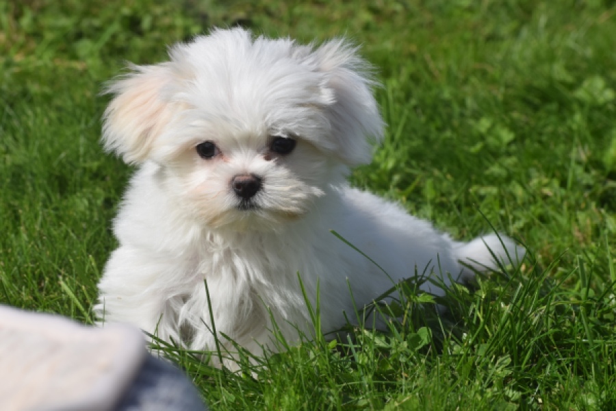 Bichon maltais (reu) 81099