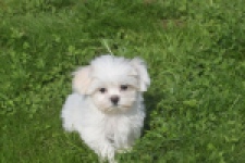 Bichon maltais (reu) 81099