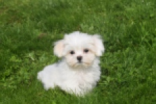 Bichon maltais (reu) 81099