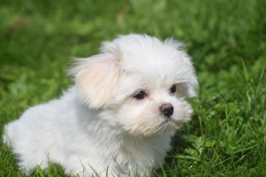 Bichon maltais (reu) 81099