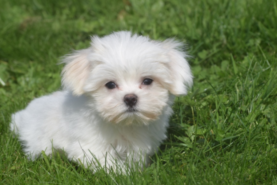 Bichon maltais (reu) 81099