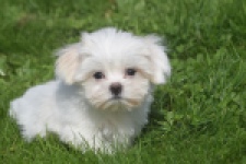 Bichon maltais (reu) 81099