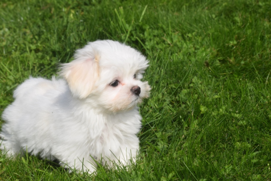 Bichon maltais (reu) 81099