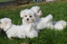 Bichon maltais (reu) 81099