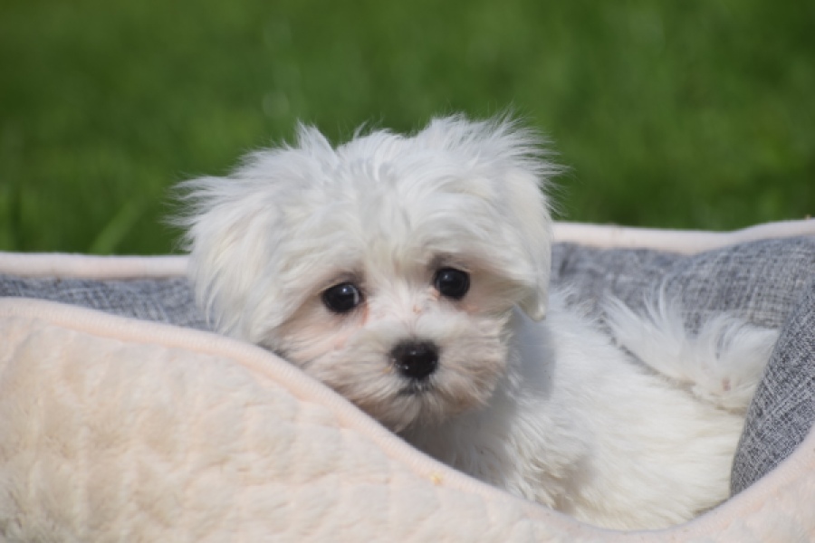 Maltezer (teef) 81065