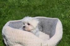 Maltezer (teef) 81065