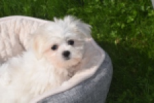 Maltezer (teef) 81065