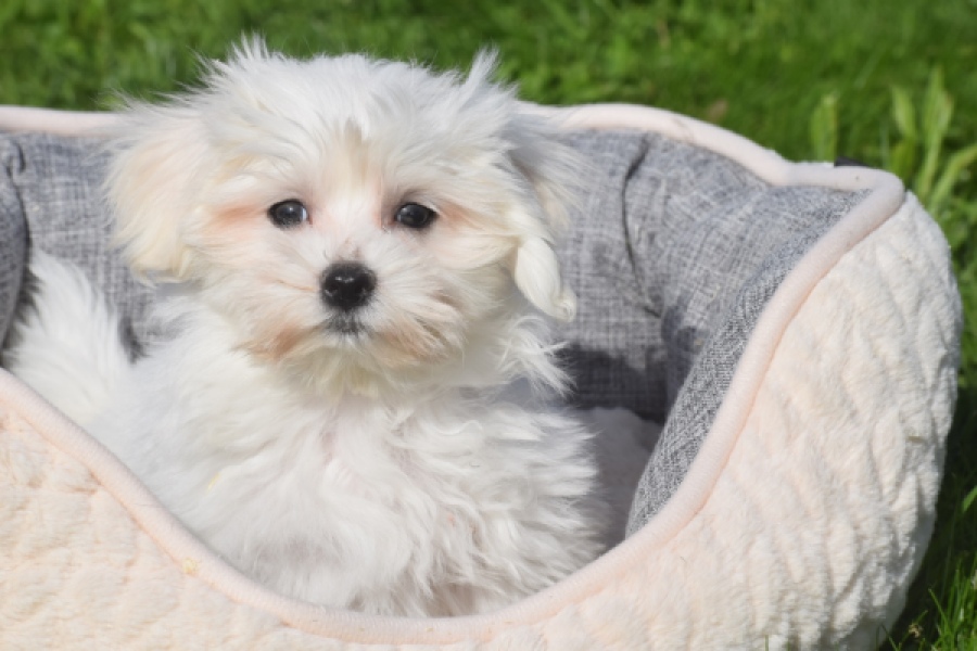 Bichon maltais (reu) 81103