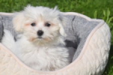 Bichon maltais (reu) 81103