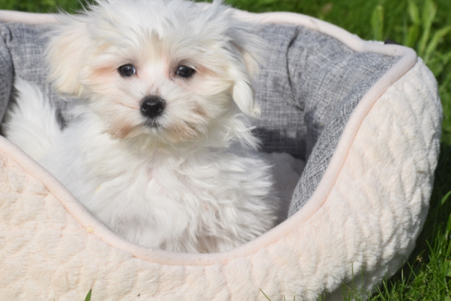 Bichon maltais (reu) 81103
