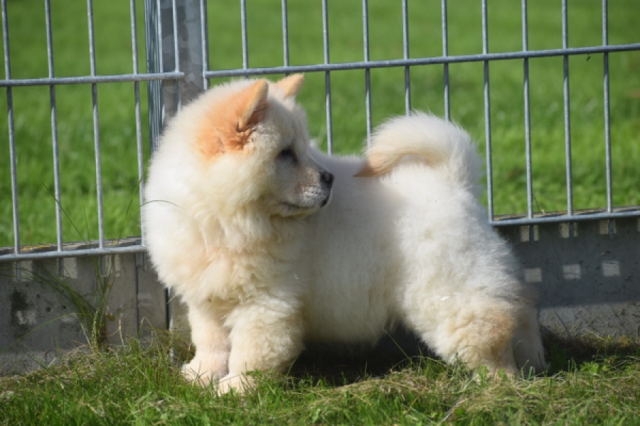 Chow Chow (teef) 29458