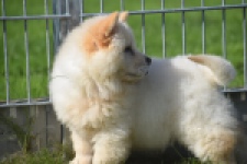 Chow Chow (teef) 29458