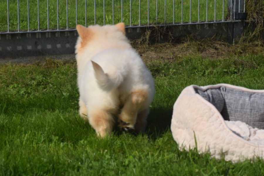 Chow Chow (teef) 29458