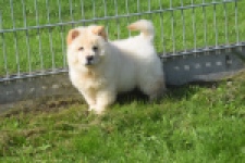 Chow Chow (teef) 29458