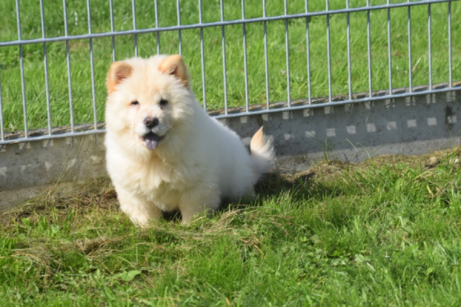 Chow Chow (teef) 29458