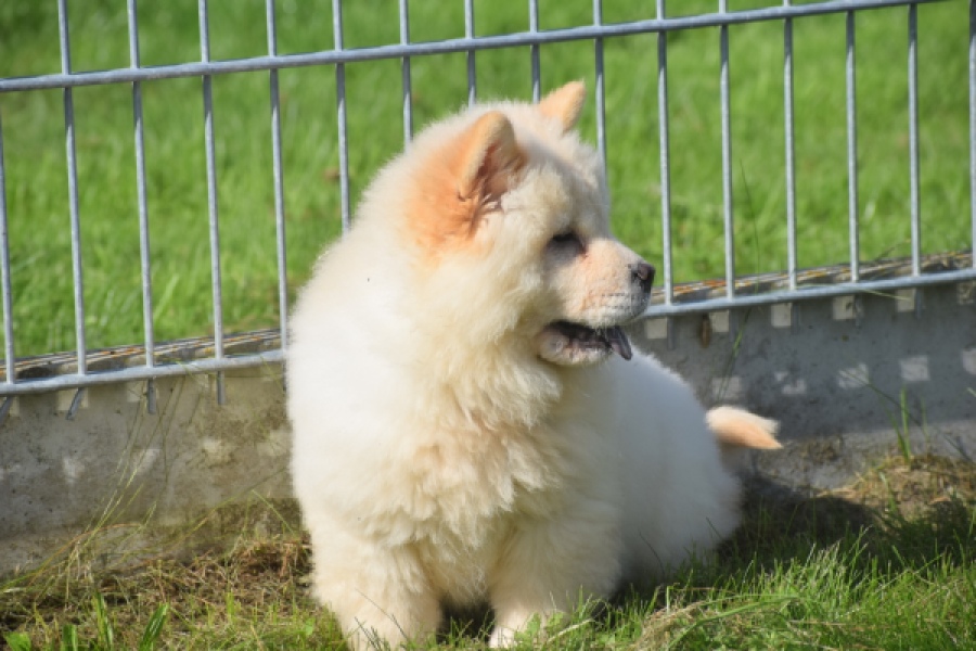 Chow Chow (teef) 29458