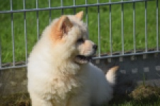 Chow Chow (teef) 29458