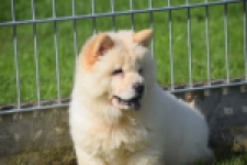 Chow Chow (teef) 29458