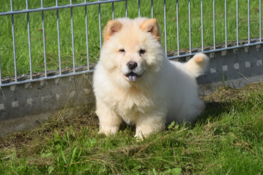 Chow Chow (teef) 29458