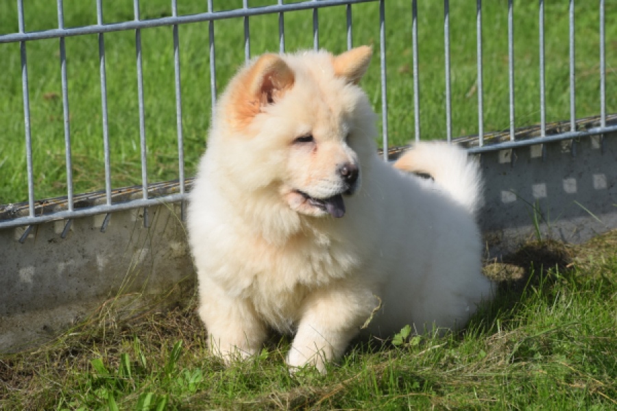 Chow Chow (teef) 29458