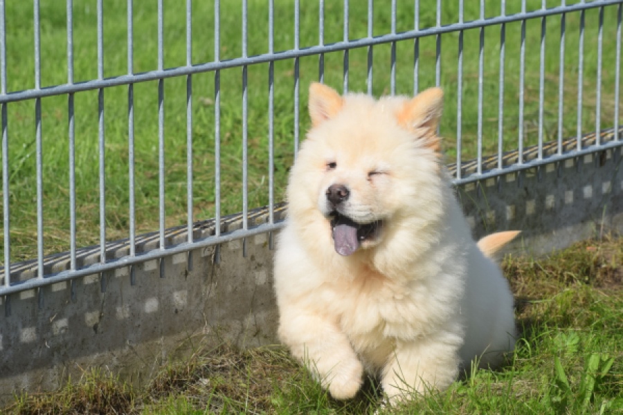 Chow Chow (teef) 29458