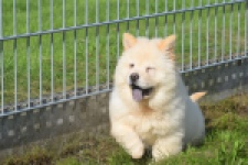 Chow Chow (teef) 29458