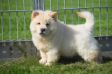 Chow Chow (teef) 29458