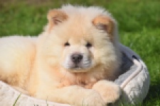 Chow Chow (reu) 29460