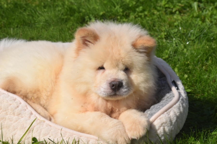 Chow Chow (reu) 29460