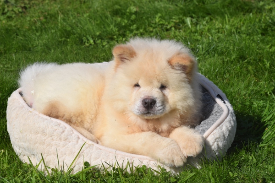 Chow Chow (reu) 29460