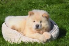 Chow Chow (reu) 29460