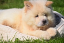 Chow Chow (reu) 29460