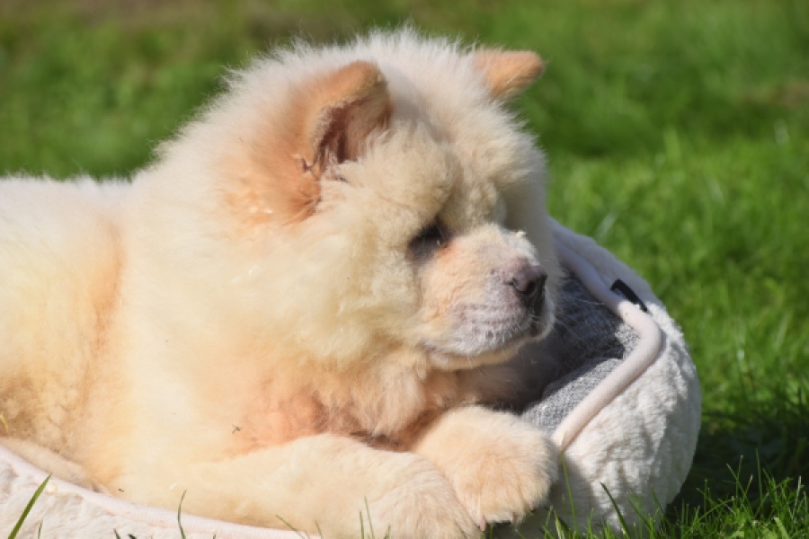 Chow Chow (reu) 29460