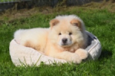 Chow Chow (reu) 29460