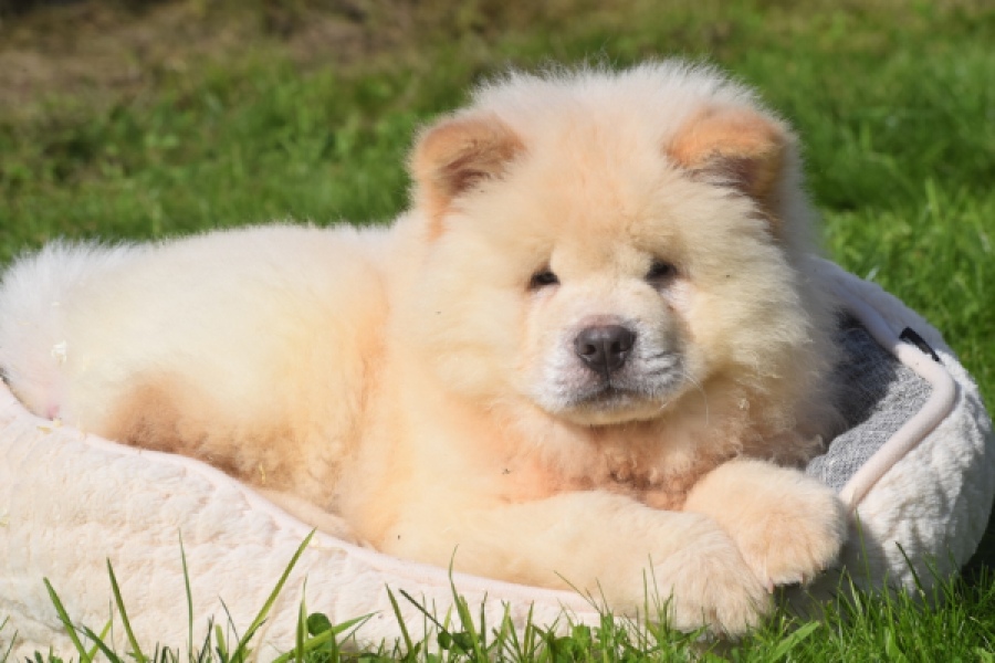 Chow Chow (reu) 29460