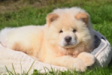 Chow Chow (reu) 29460