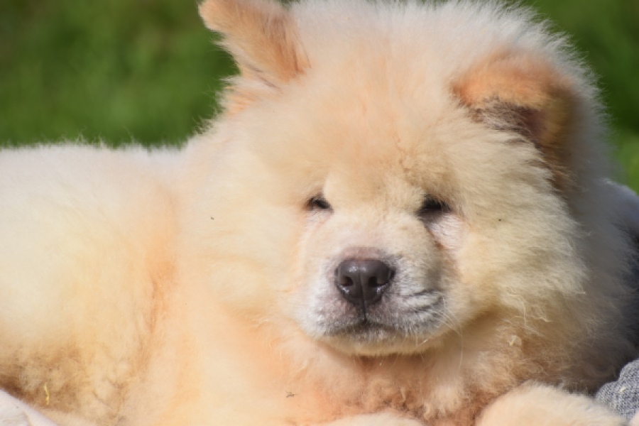 Chow Chow (reu) 29460