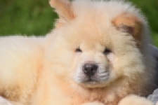 Chow Chow (reu) 29460