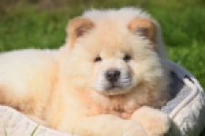 Chow Chow (reu) 29460