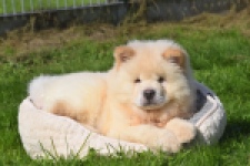 Chow Chow (reu) 29460
