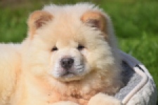 Chow Chow (reu) 29460