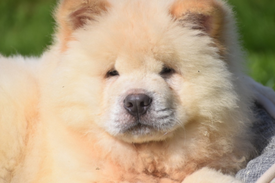 Chow Chow (reu) 29460
