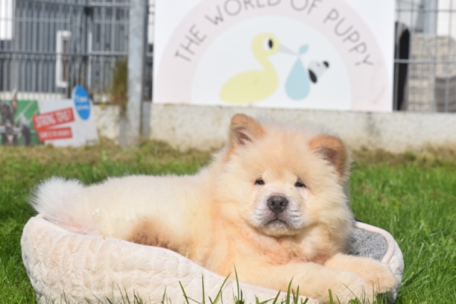 Chow Chow (reu) 29460